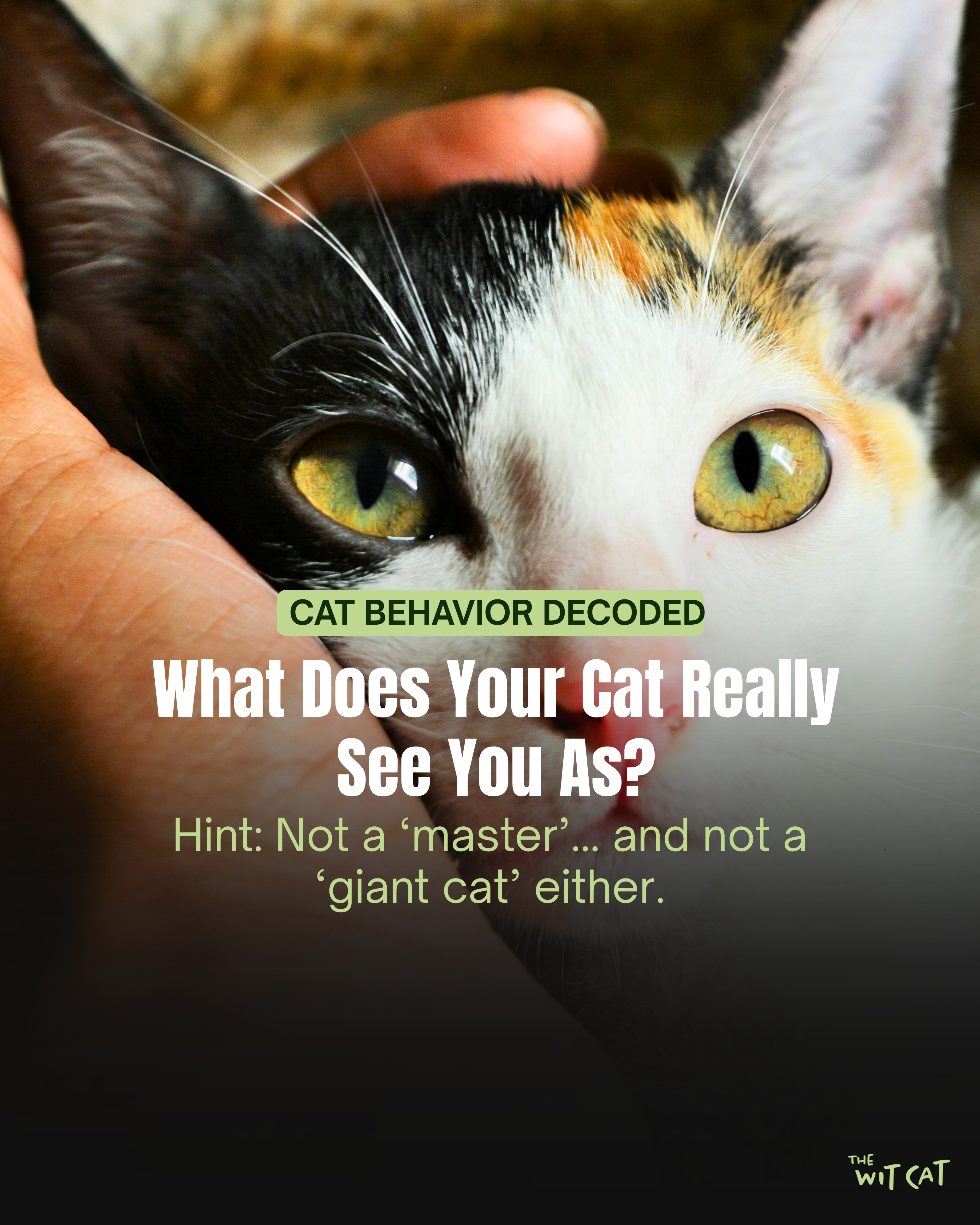 What Does Your Cat Really See You As?