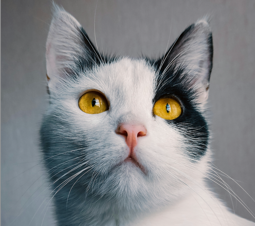 Big Cats Recognize Familiar Human Voices — What This Means for All Felines
