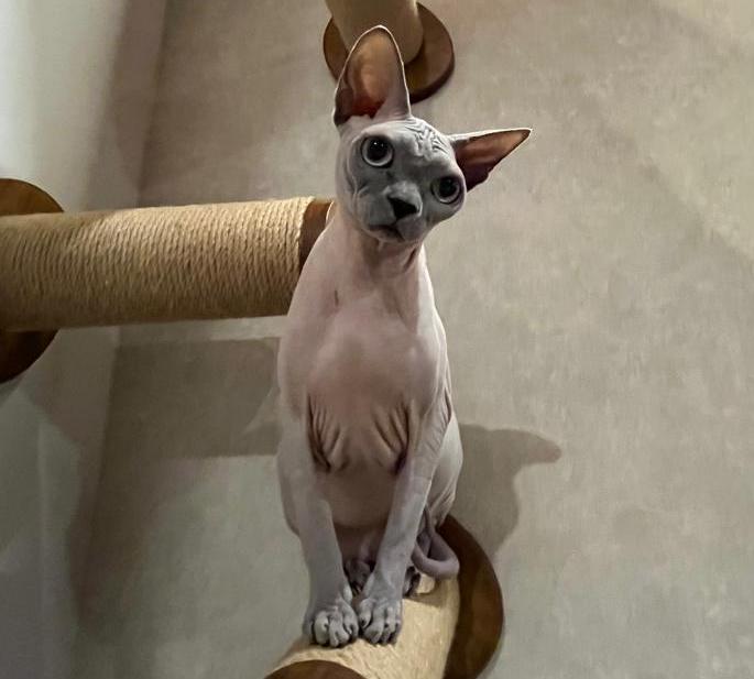 Sphynx Cats: The Misunderstood Breed With the Biggest Personality
